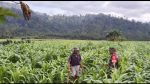 Komsos Babinsa dengan Petani Lebakharjo, Jalin Keakraban dan Tingkatkan Produksi Pertanian