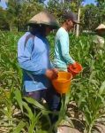 Polres Nganjuk Optimis Hasil Panen Jagung di Ngluyu dan Bagor Akan Memuaskan