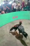 Diduga Kades Mengelola Sabung Ayam