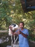 ” Heboh ” Saat Naik Sepedah Motor di Jatuhi Hewan Kambing dari Atas Mobil Pik-Up