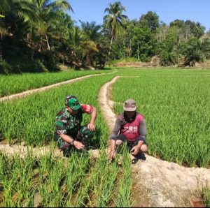 Babinsa Koramil 409-03/PUT Aktif Dukung Ketahanan Pangan. Serka Subagio Dampingi Petani Cek Hama dan Bersihkan Gulma di Lahan Padi Desa Taba Tinggi