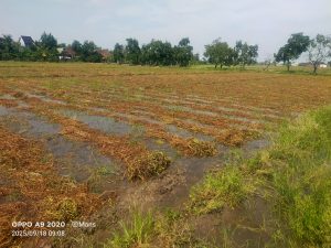 Petani Kangkung Balongpanggang Menjerit: Hujan Tak Menentu Ganggu Panen Biji Kangkung