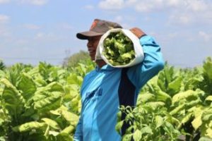 Petani Tembakau Bojonegoro Mulai Panen, Harga Relatif Bagus Meski Sempat Terkendala Cuaca