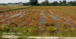 Petani Kangkung Balongpanggang Menjerit: Hujan Tak Menentu Ganggu Panen Biji Kangkung