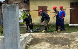 Damkar Boyolali Tangkapkan Sapi Ngamuk Milik Warga Mojosongo