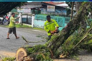 DLH Kota Lubuklinggau Bergerak Cepat Tangani Pohon Tumbang di Jalan Depati Said