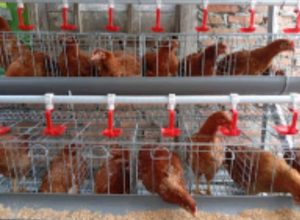 Masyarakat Penerima Bantuan Usaha Mandiri GAYATRI Mulai Merasakan Hasilnya