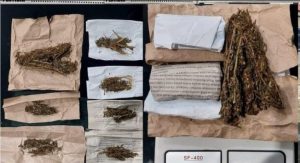 Polres Lubuklinggau Bongkar Transaksi Ganja di Teras Rumah, Empat Tersangka Terancam 20 Tahun Penjara