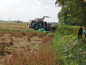 Harga Gabah Rp 6.500/Kg, Panen Raya Jadi Harapan Baru Petani Bojonegoro