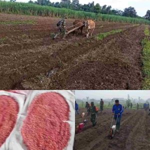 TMMD ke-127 Dorong Ketahanan Pangan, Pemkab Kediri dan TNI Tanam Jagung di Desa Gadungan