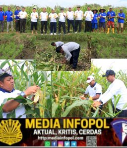 Dukung Ketahanan Pangan Nasional, SAE Paswangi Lapas Banyuwangi Hasilkan Jagung Berkualitas