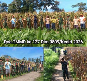 Satgas TMMD ke 127 Turut Warnai Panen Raya Jagung Bersama Masyarakat di Desa Gadungan Puncu.