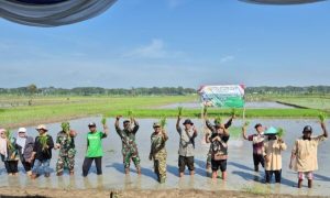 Pemkab Bojonegoro Sukseskan Gerakan Percepatan Tanam Padi Serempak se-Jawa Timur