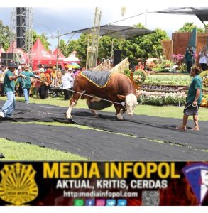 Parade Sapi Jumbo di Kontes, Pameran, dan Bursa Ternak, Ajang Promosi Ternak Unggul Banyuwangi