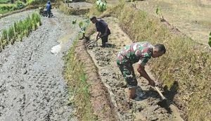 Sinergi Ketahanan Pangan, Babinsa Selorejo Turun Ke Sawah Bantu Warga Siapkan Lahan Padi