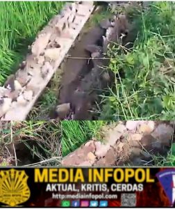 Baru Satu Tahun Pekerjaan Proyek Plengsengan Ambrol dan Menimpa Tanaman Padi Milik Warga