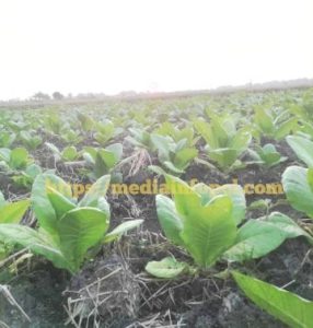 Petani Tembakau Bojonegoro Berharap Harga Stabil, Kemarau Ekstrem Ancam Hasil Panen