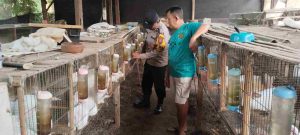 Polsek Kepung Dorong Pengembangan Peternakan Kelinci untuk Ketahanan Pangan