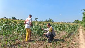 Bhabinkamtibmas Tamanan Dampingi Petani Jagung, Dorong Ketahanan Pangan dan Swasembada Nasional