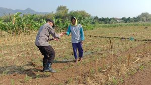 Bhabinkamtibmas Pojok Aktif Dampingi Petani, Dukung Ketahanan Pangan di Kota Kediri