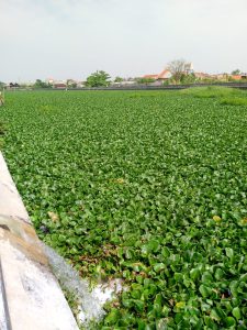 Eceng Gondok Tutupi Aliran Sungai Loji, Warga Krapyak dan Panjang Wetan Soroti Kondisi Bantaran Sungai