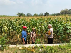Rawat Tanaman hingga Panen, Bhabinkamtibmas Dampingi Petani di Badal