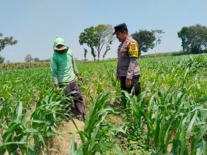 Tak Berhenti di Masa Tanam, Polisi Dampingi Petani Jagung di Menang