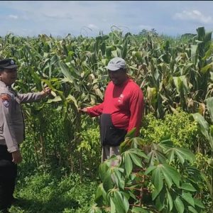 Jaga Pertumbuhan Jagung, Polisi Kediri Dampingi Petani Gurah
