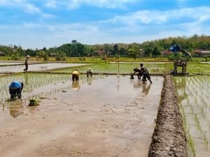 Koramil 0808/9 Dukung Swasembada Pangan, Babinsa Sutojayan Turun Ke Sawah Bantu Petani Tanam Padi