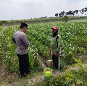 Polres Kediri Dorong Perawatan Jagung Besuk untuk Menjaga Produksi Pangan