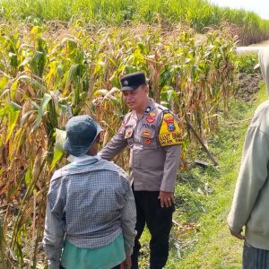 Dari Perawatan Jagung, Polres Kediri Perkuat Fondasi Swasembada Panganx