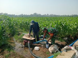 Dukung Hanpangan Lokal, Babinsa Koramil 0808/02 Garum Pendampingan Pengairan Tanaman Jagung Di Kelurahan Bence
