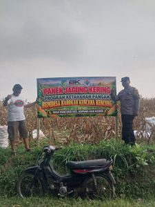BUMDes Barokah Kencana Kencong Panen Jagung, Polsek Kepung Soroti Potensi Ekonomi Desa