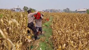 Bahu-Membahu di Ladang Jagung, Jajaran Polresta Malang Kota Bersama Warga Wujudkan Ketahanan Pangan