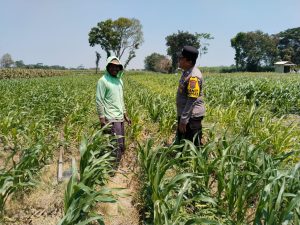 Dukung Ketahanan Pangan, Polsek Pagu Dorong Ketepatan Penanganan Tanaman Jagung