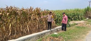 Dukung Ketahanan Pangan, Polsek Kandat Kawal Hasil Panen Jagung di Sumberejo