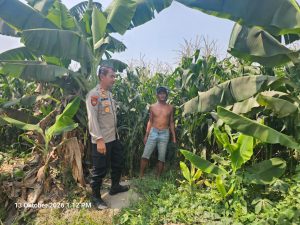Polsek Kunjang Ikut Bantu Panen Jagung, Dorong Keberlanjutan Usaha Desa