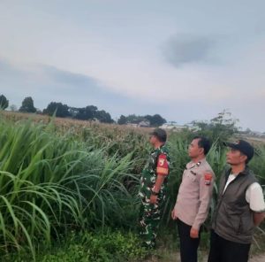 Perkuat Ketahanan Pangan, Polsek Gurah Dampingi Panen hingga Penjualan Jagung BUMDes Wonojoyo
