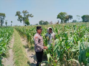 Kenali Hama dan Gulma, Polres Kediri Dampingi Petani Jagung di Pagu