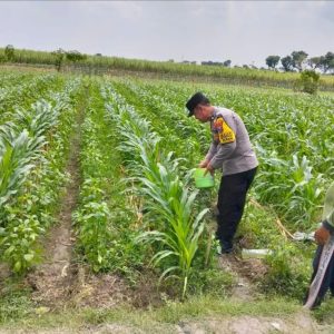 Panen Jagung di Gempolan, Polres Kediri Dukung Penguatan Pangan Desa