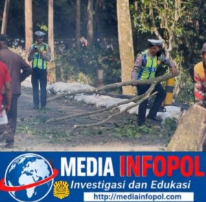 GERAK CEPAT: Pohon Tumbang Tutup Jalur Gumitir KM 33, SATLANTAS POLRES Jember dan Tim Gabungan Langsung Evakuasi